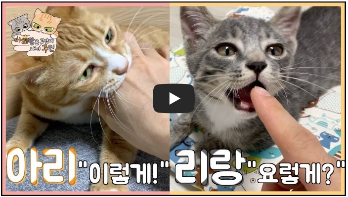 고양이 유튜버 순위 TOP 10 6