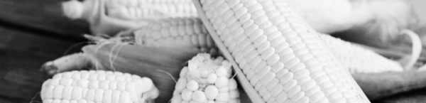 옥수수 보관방법: 1~4도 사이