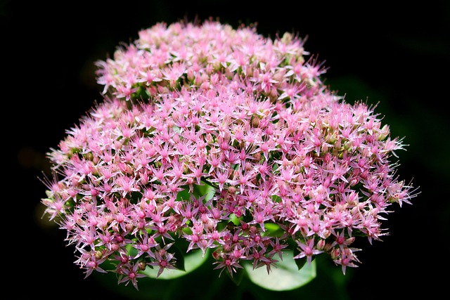 아마란스 관련 사진