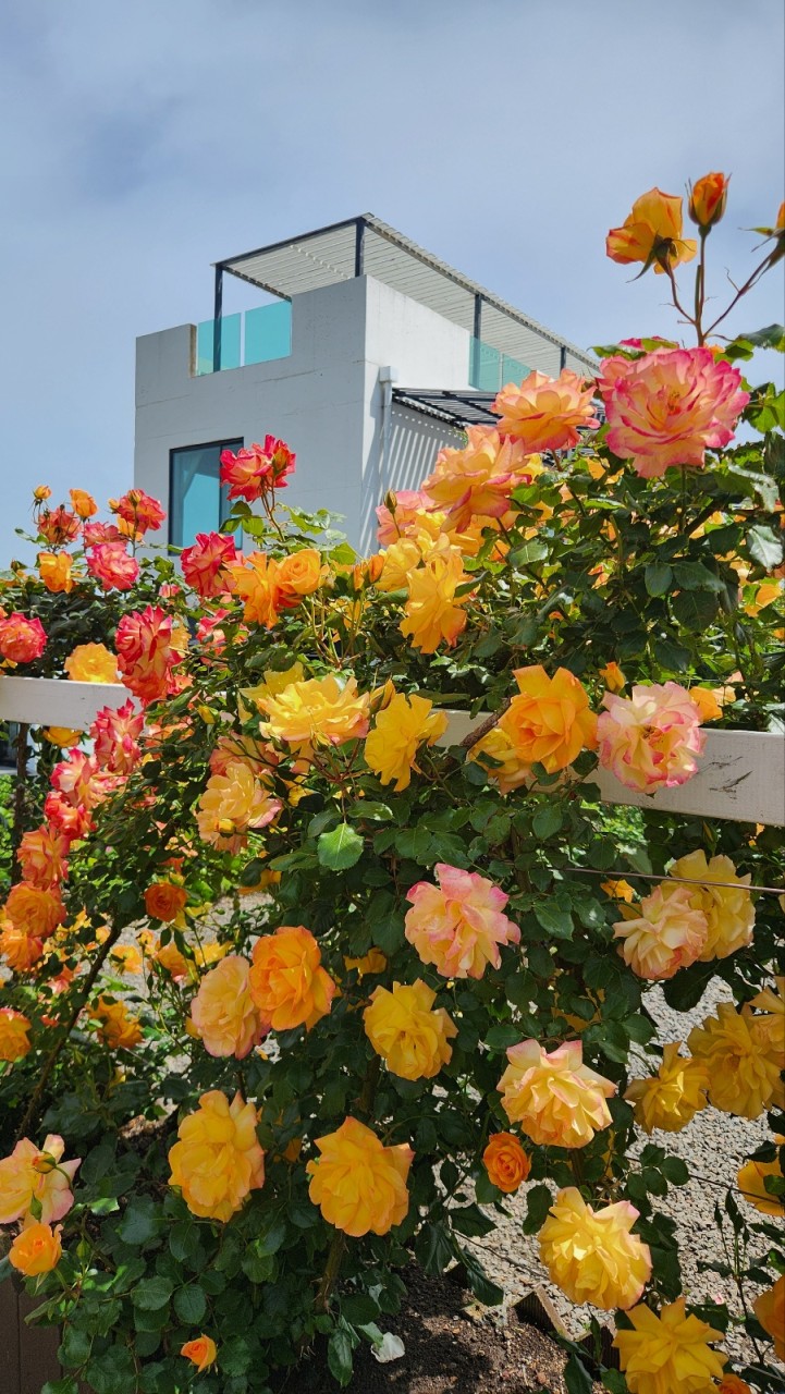 제주 아일로사 장미