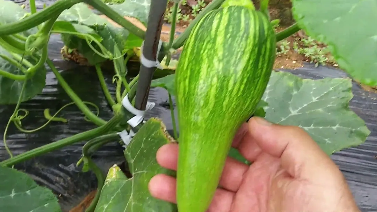 애호박 재배 꽃 관리 수분 받기 토양 배수 개선_3