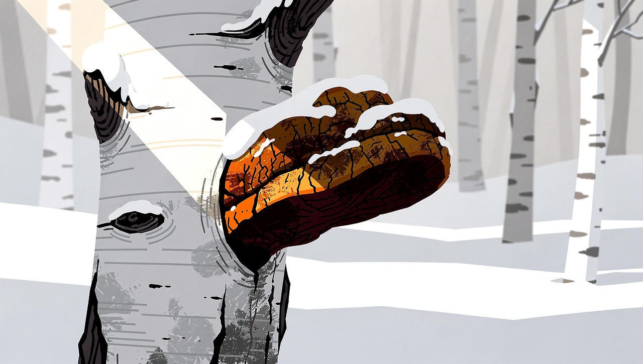 차가버섯-효능-먹는방법-끓이는법-부작용