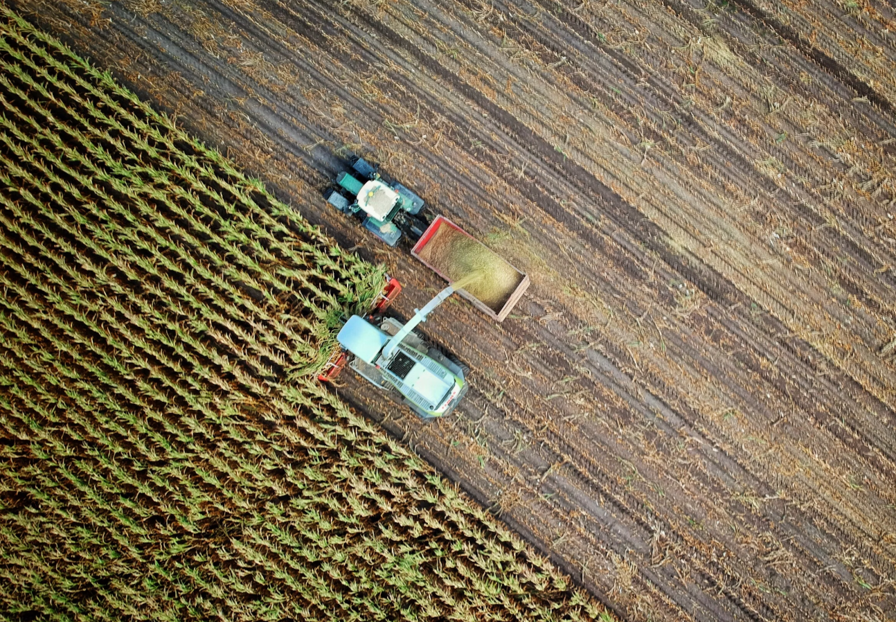 옥수수-수확하는-사진