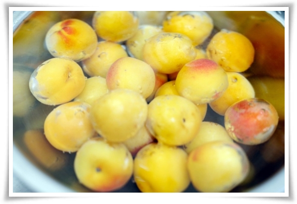 텃밭 "6월, 매실 수확하세요!" 초록빛 활력의 싱그러운 여름의 맛 매실!