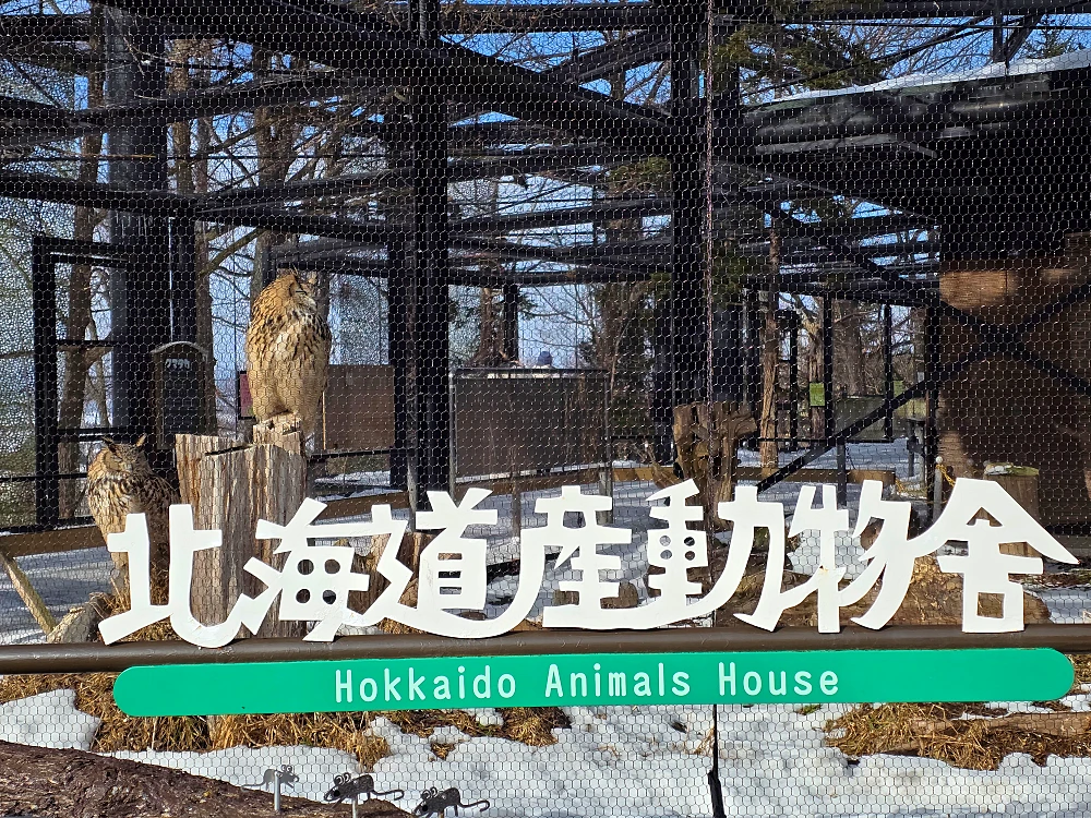 아사히야마 동물원 펭귄 워크 관광2