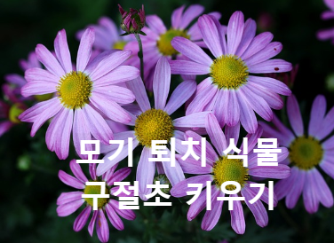 구절초