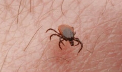 쯔쯔가무시병 원인 진드기