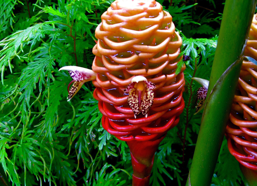 alt="벌집생강의 외형 출처 네이버"