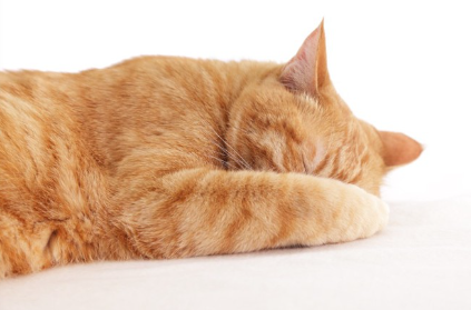 얼굴을 가리는 고양이.