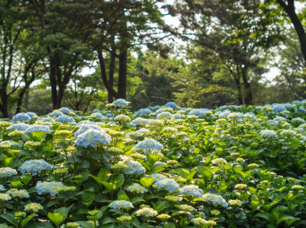 2025 보롬왓 수국정원 축제! 제주에서 만나는 수국 명소(5.30~7.13)