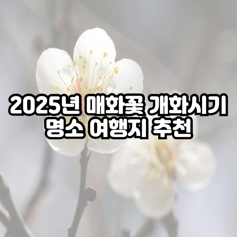 2025년 매화꽃 개화시기 및 명소 여행지 추천