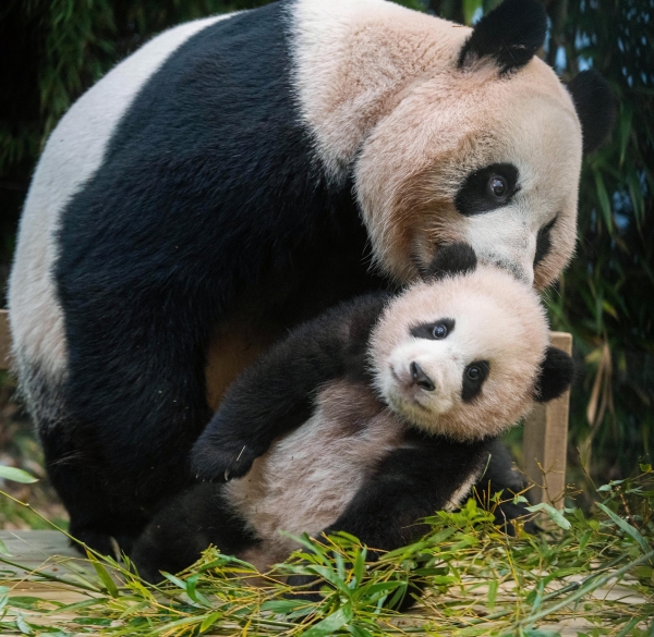 신한은행 푸바오 적금 챌린지