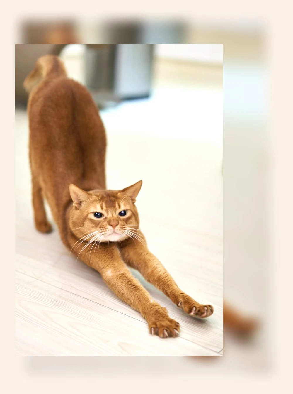 고양이 피부 보습_1_subsection