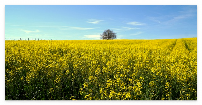 창녕-낙동강-유채꽃-축제