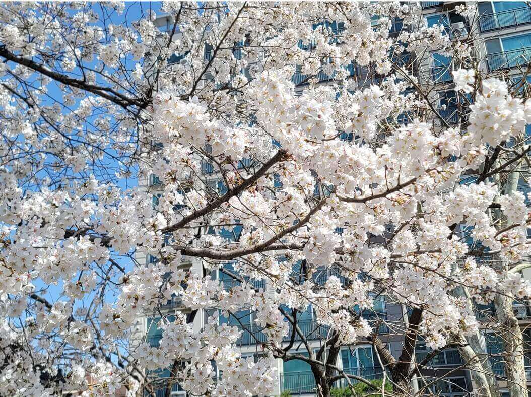 벚꽃사진입니다.