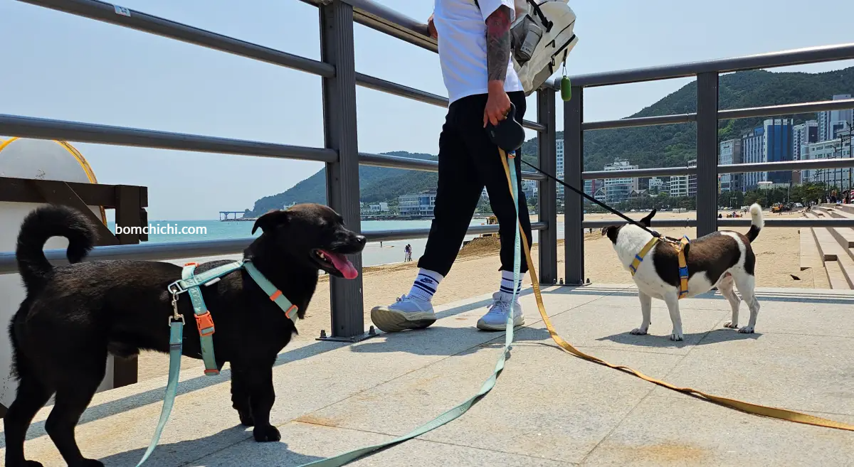 부산 송정해수욕장 산책로 위 강아지들 사진