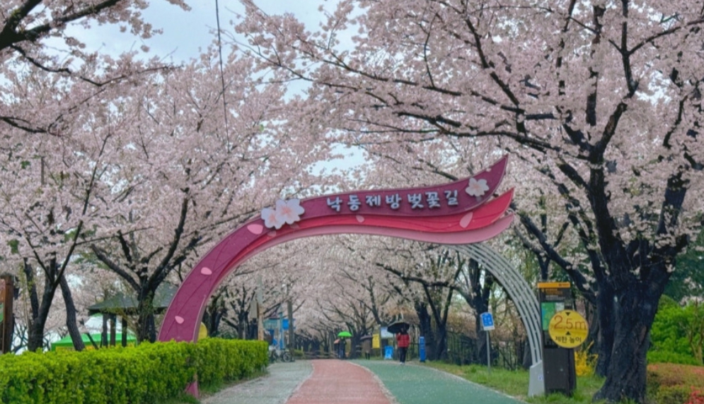 낙동제방 벚꽃길