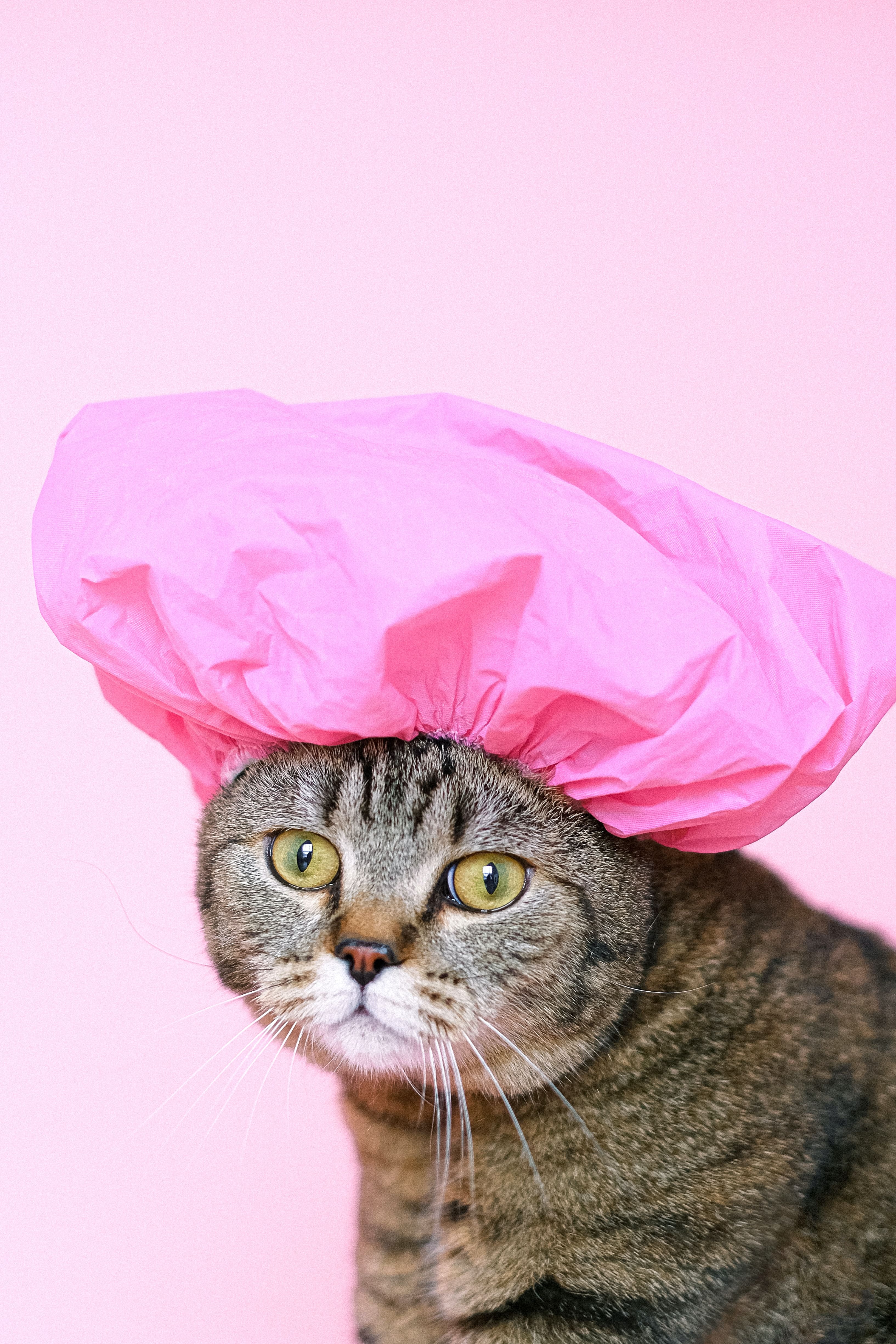 고양이 목욕방법