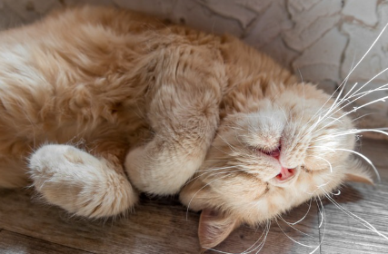 예방하기 위해서.