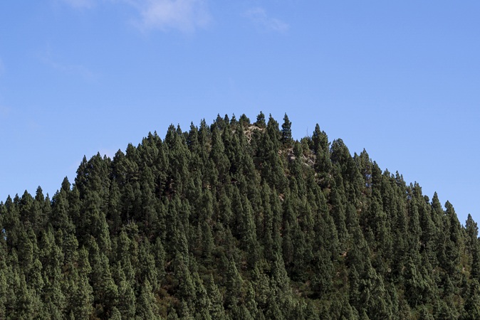 나는 자연인이다~!산림 및 식물보호 국가자격증 한눈에 정리(2025년 최신)