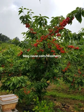 체리나무 재배법 건강한 과일 나무 키우기_16