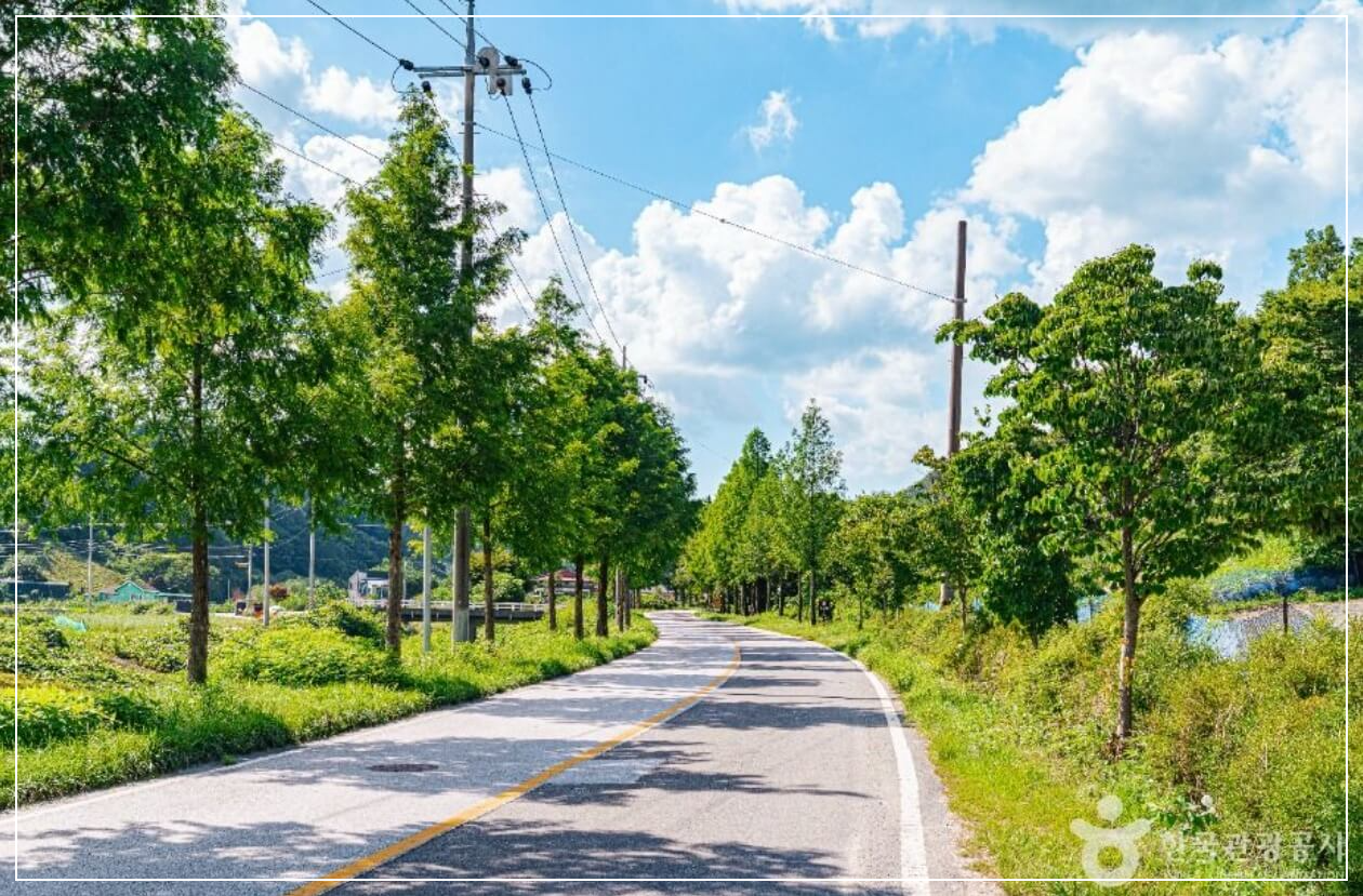 진안 가볼만한곳 베스트10 부귀 메타세쿼이아길