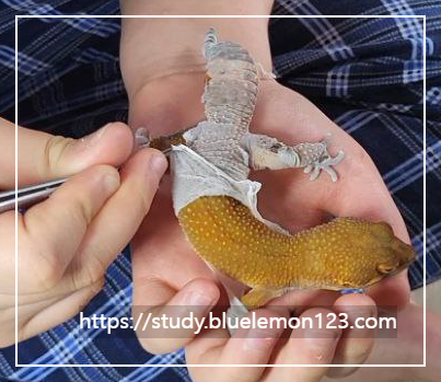 레오파드 게코 몸 색깔 변화 이유