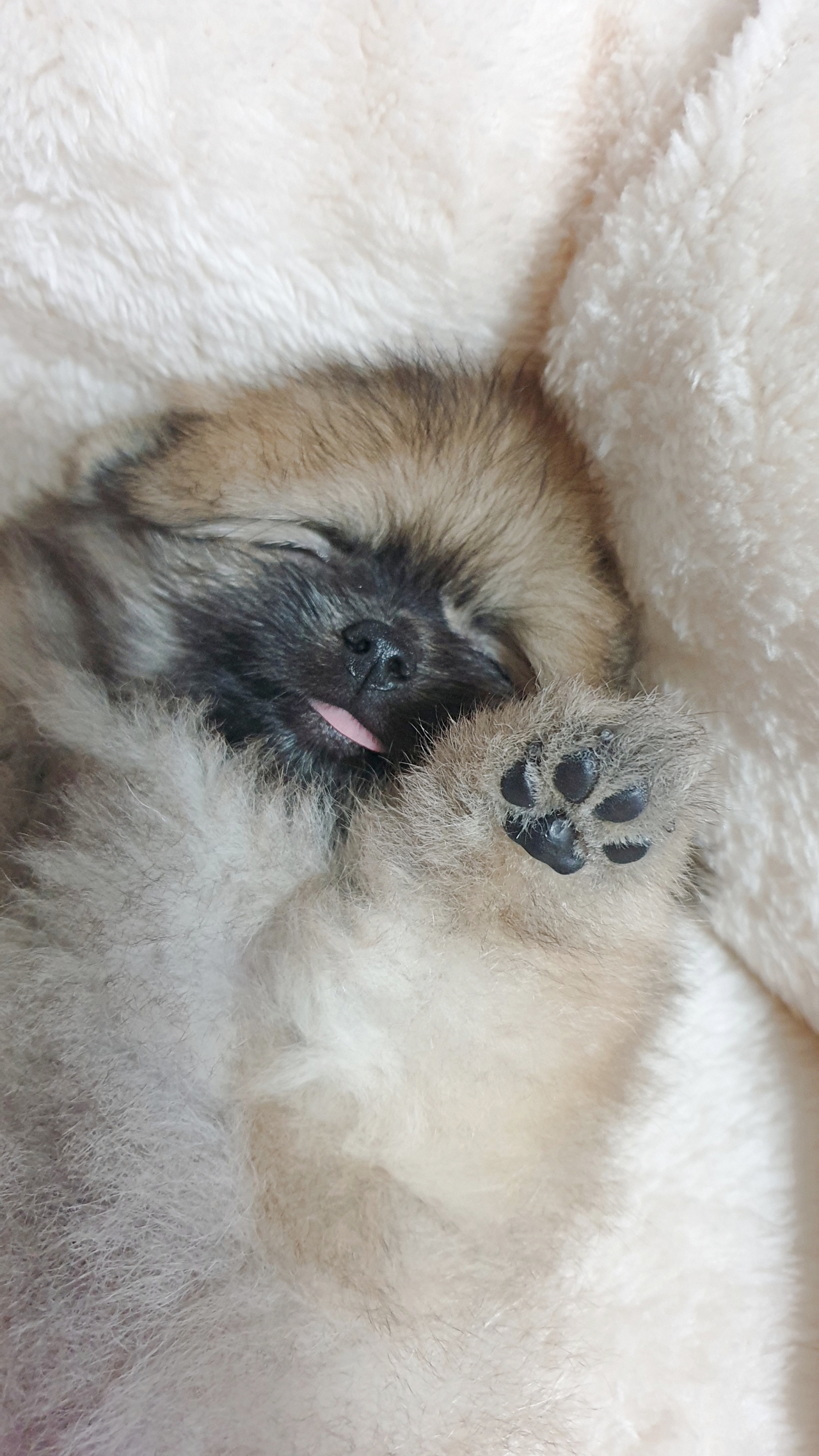 새집에서 잠자는 아기 강아지