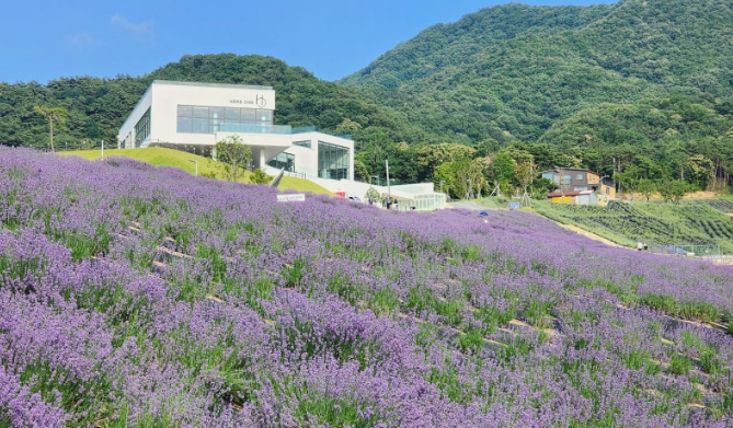 허브원 라벤더 풍경과 카페 전경 사진