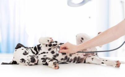 병원에 있는 달마시안.