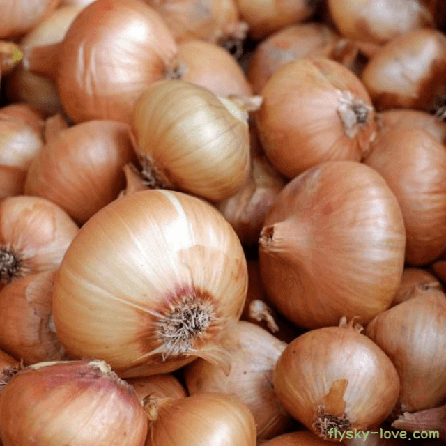 성인병 예방에 효과적인 양파