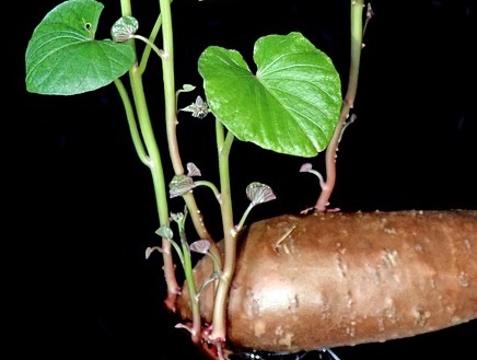 고구마 수확시기 및 고구마 효능