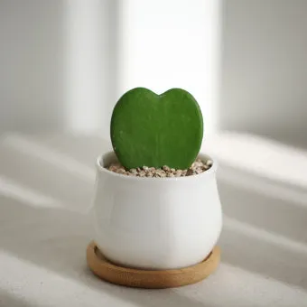 호야 다육이 키우기, 꽃피우기, 물주기, 분갈이, 꽃말_29