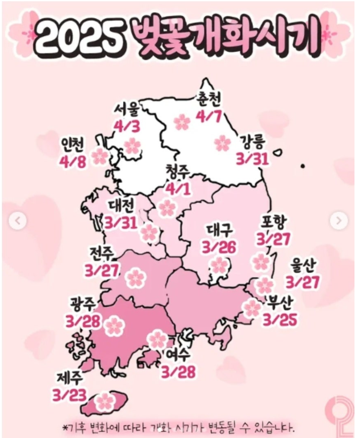 벚꽃 만개 시기