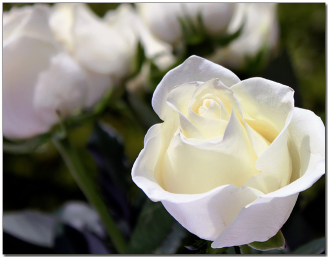 ํ์ ์ฅ๋ฏธ ํ์ก์ด