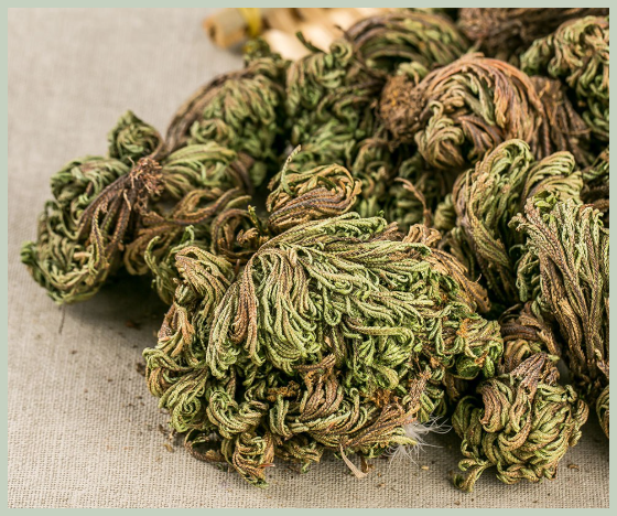 부처손 항암효과 성분