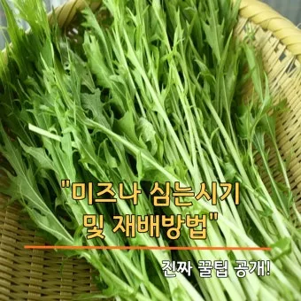 미즈나 재배 직파 요령 빠른 수확 통풍 관리_2
