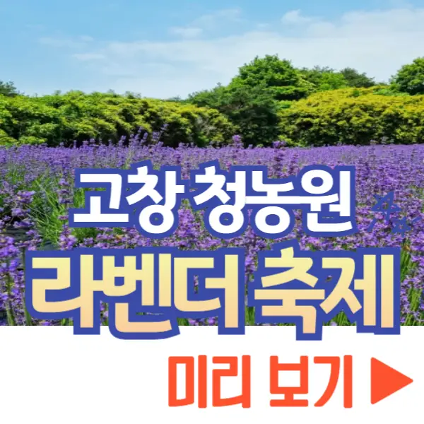 고창 청농원 라벤더 축제