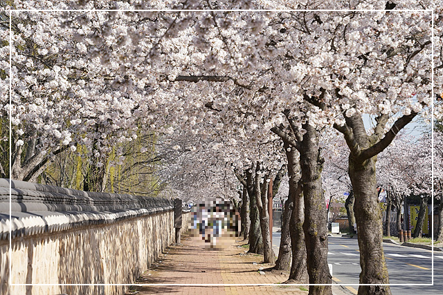 오릉 벚꽃 길 사진