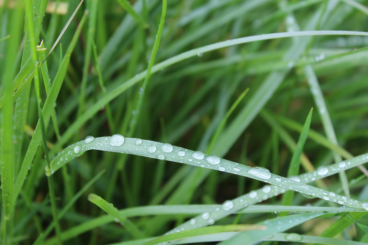 더덕의 효능 관련 사진