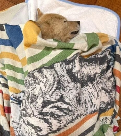 모카의 마지막 모습