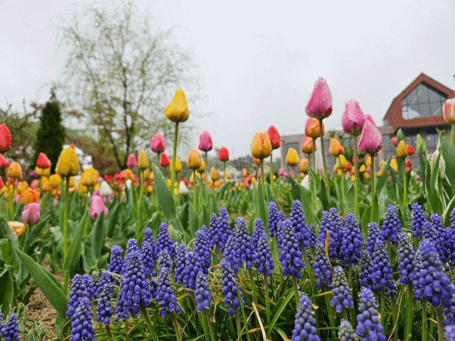 용인 자작나무 숲 봄 꽃 축제, 봄 날의 감성에 물들다!
