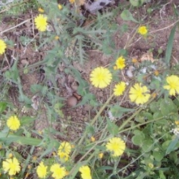 씀바귀 효능과 부작용 먹는법 고르는법