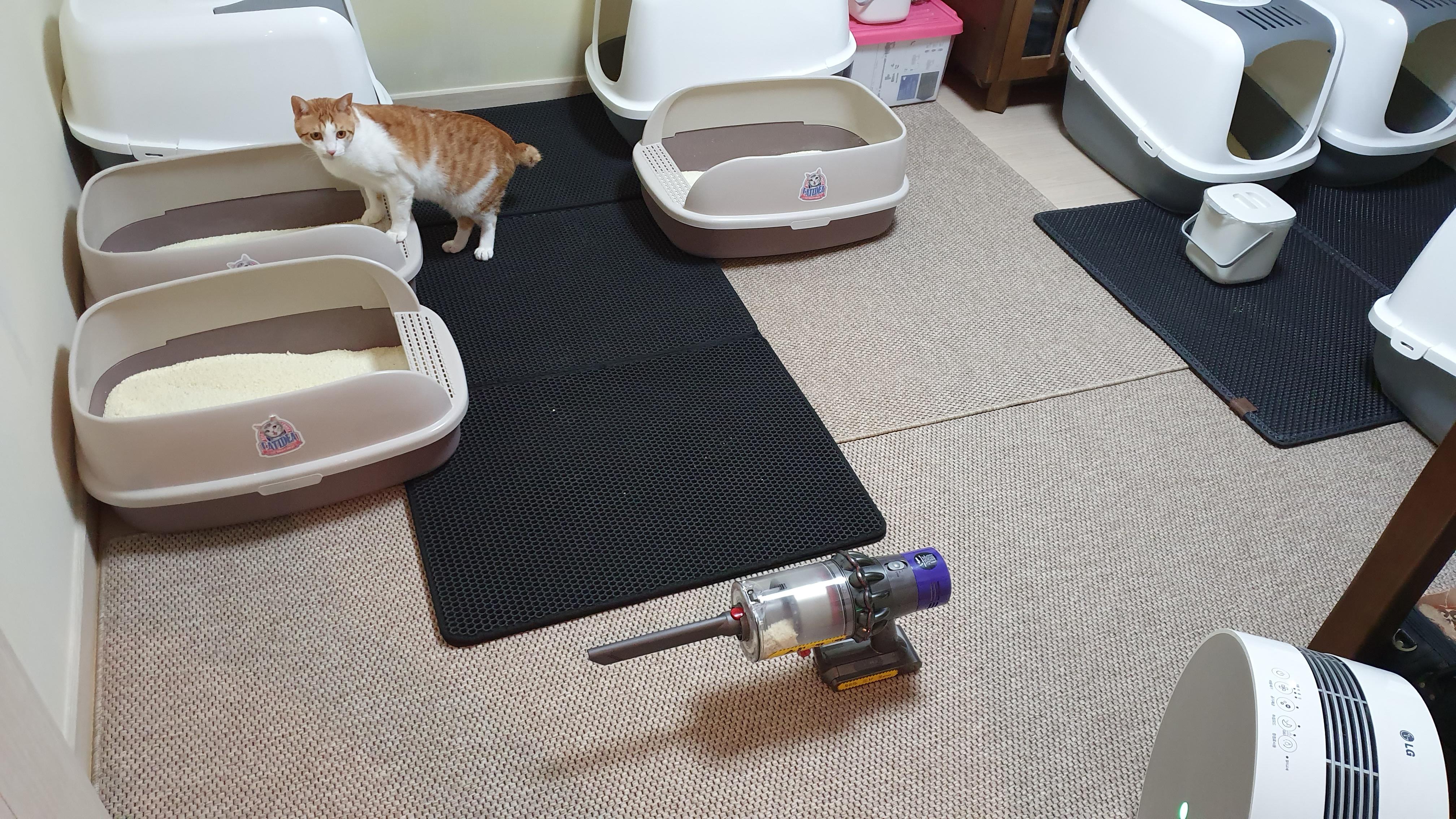 고양이 모래와 화장실의 중요성. 고양이 화장실 변천사