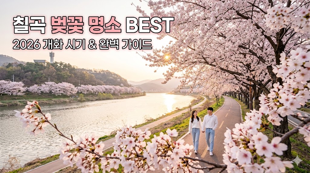 칠곡 벚꽃