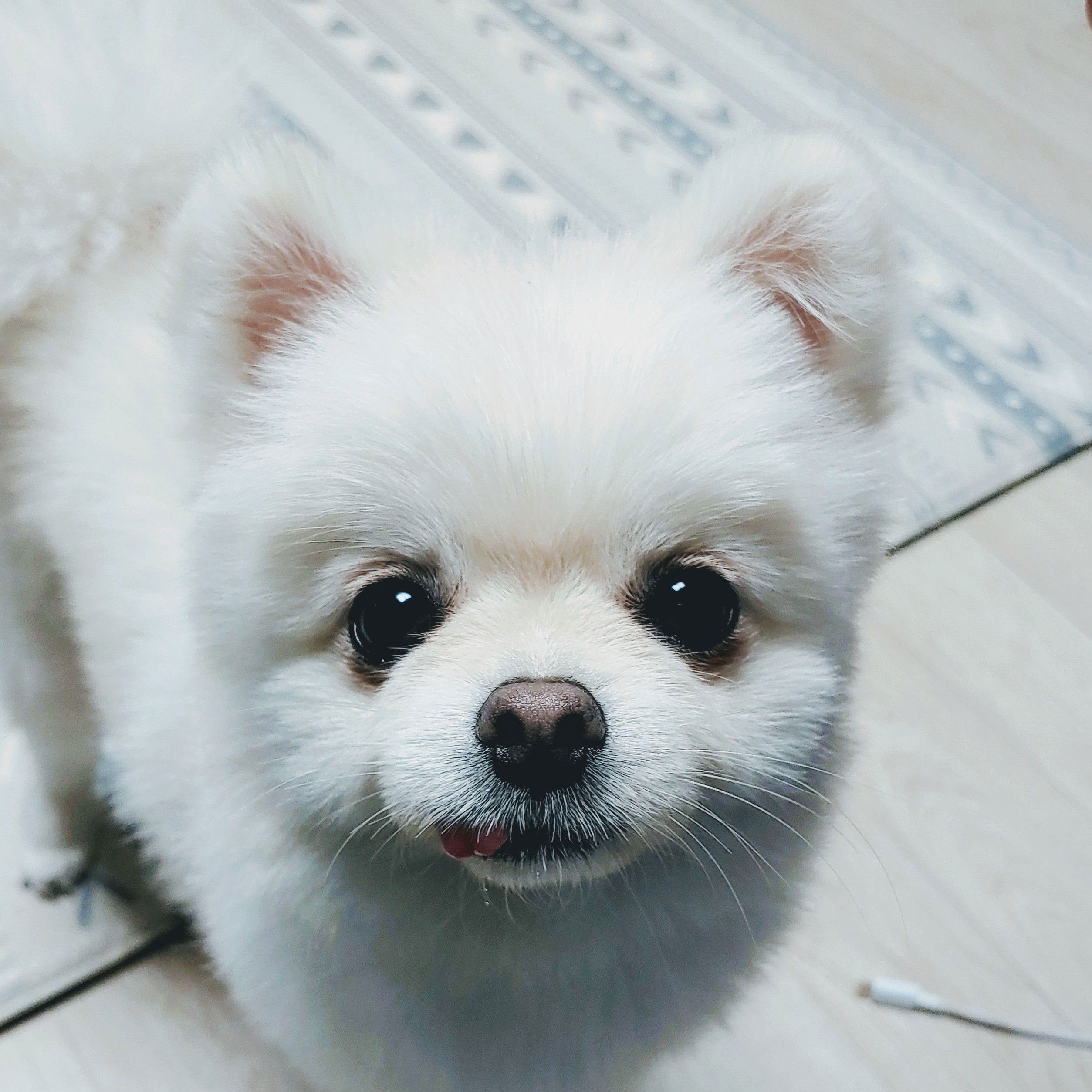 반려견 포메라니안