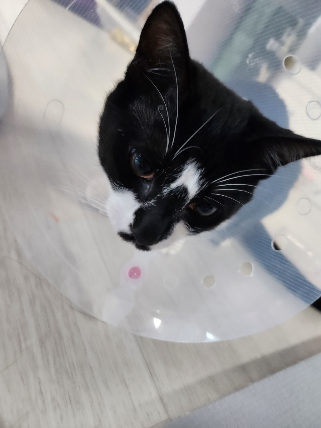 고양이 중성화