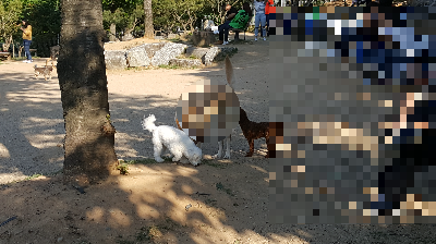 강아지 사료 고르는 방법, 처음이라면 확인할 것들
