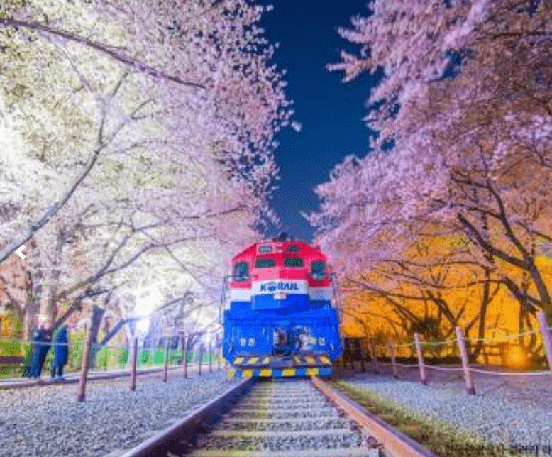전국벚꽃 명소