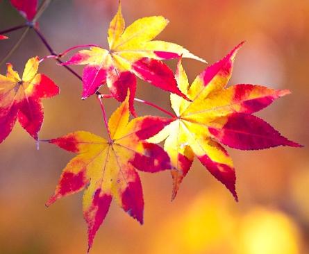 가을에 피는 꽃 단풍나무